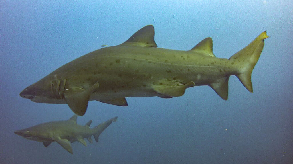 def23fa3-3a1a-43fe-a4c9-691345bb44e5