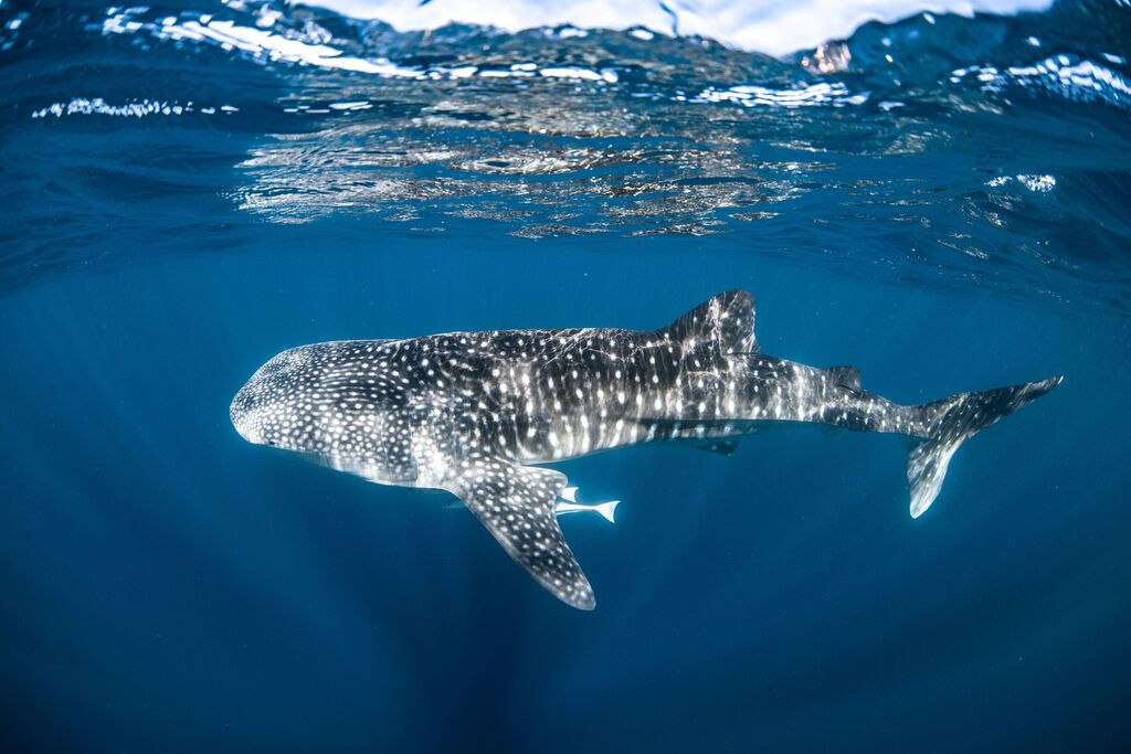 0128fcbb-d331-4cf6-92c0-89ef0564962f