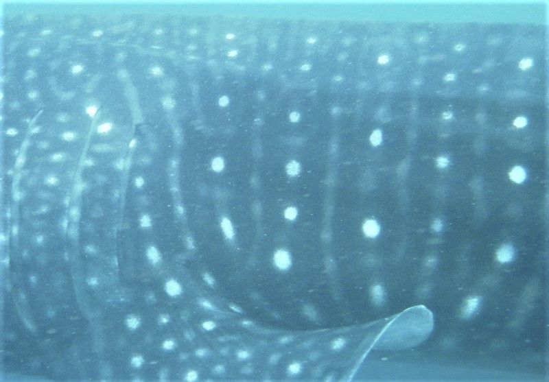 64ff96dc-9696-443d-b0b2-007ae6c34ea3