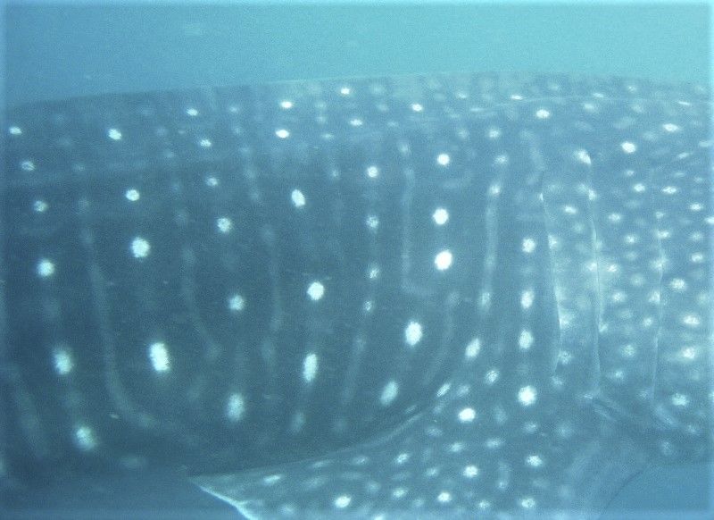 64ff96dc-9696-443d-b0b2-007ae6c34ea3