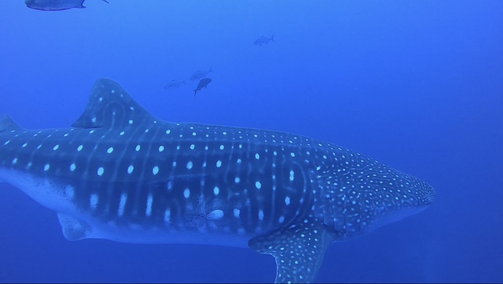 c261dc77-c6bd-4ec7-a460-53e7237f4084