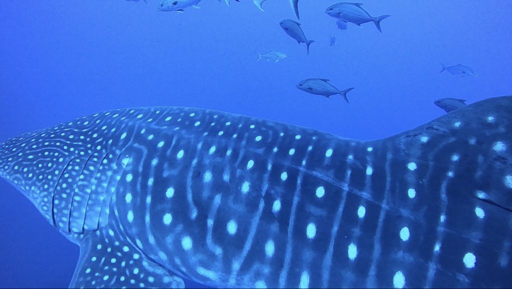 c261dc77-c6bd-4ec7-a460-53e7237f4084