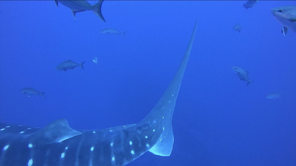 c261dc77-c6bd-4ec7-a460-53e7237f4084