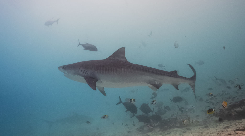 23a3b530-4a3c-4d03-bbfd-d5000d43eab5