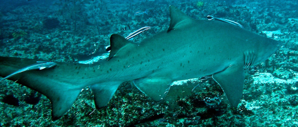 43eb5bd4-cb38-4e03-8b54-5cb82e8f21ea