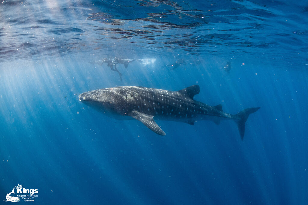 5c64125a-be46-4af2-94ae-cae7b677669d