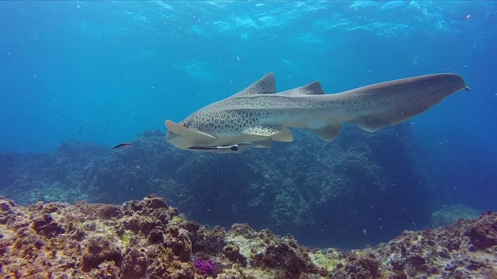 f94ecb63-4300-472c-ad18-e2ab4621dc5e