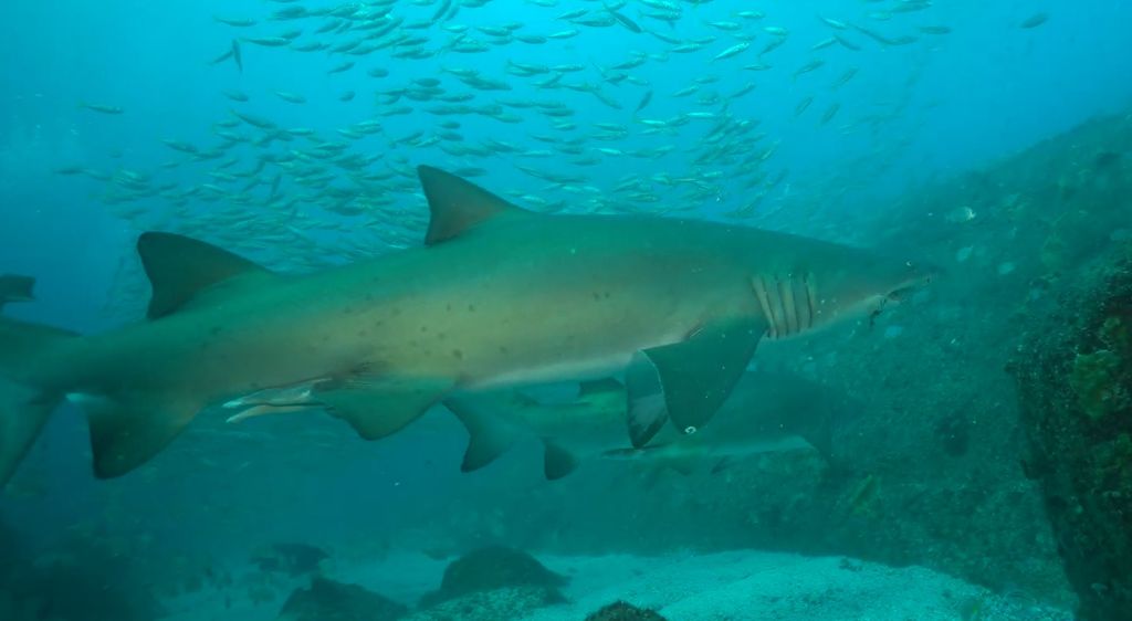 72cf8bbb-2cac-4fa4-a14d-103cd0feea38