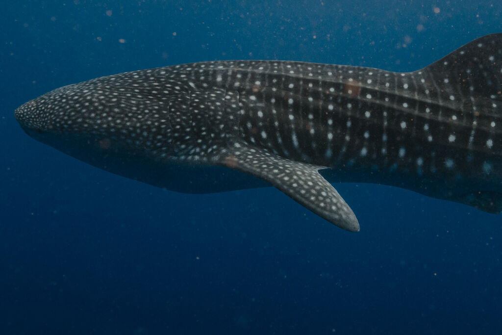 9bf5fe74-e5c1-4500-b8f7-78d517d0a830