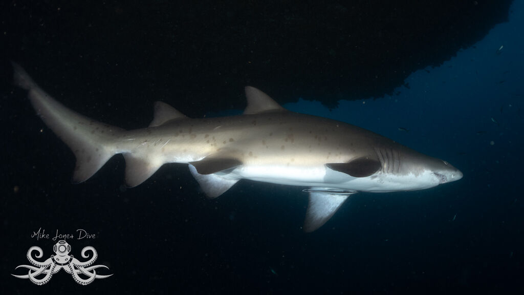 abb983cd-3a41-4f31-918d-40eaa43feb49