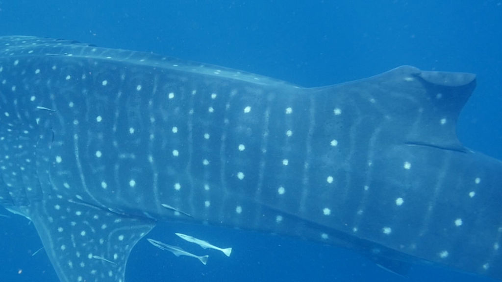 26eded3b-8238-4ac4-abfa-12f5131d914a