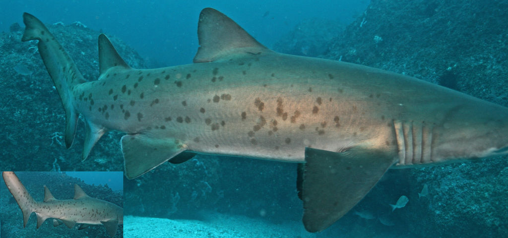 e4f5ce6d-6054-4fff-9b18-3559fa2af21d