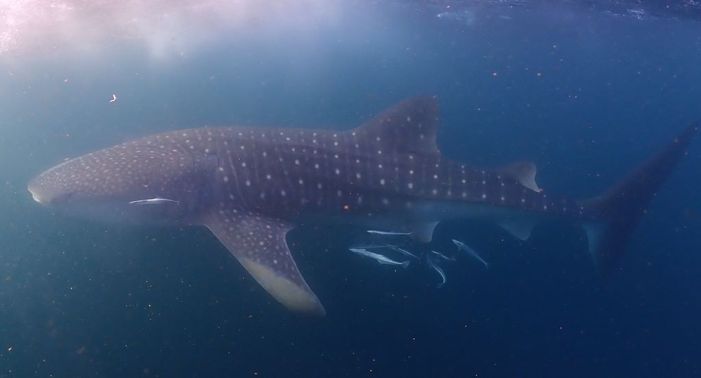 e17f7638-e81b-4b0b-8a5a-457273b1f7c0