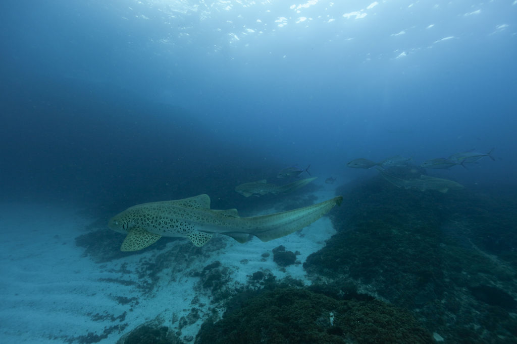 38dd4468-70c7-4c0f-ba1a-373f43ea2d6d