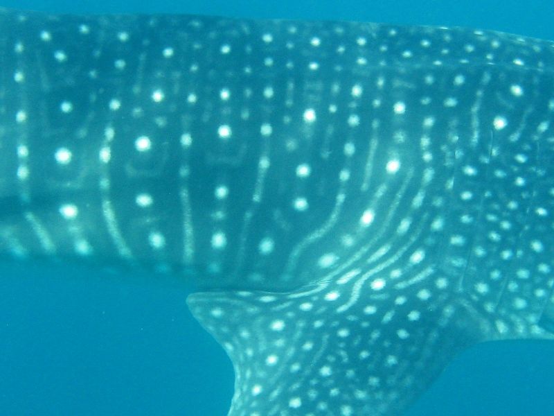 ff529d50-be77-4e65-9ed4-5c96898cd4ca