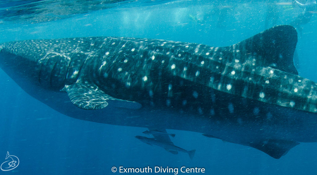 8f5f9e40-cabe-4b6b-918c-6e5a8c1e451d