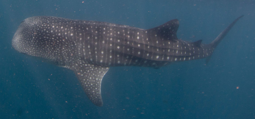 ed0f411c-12c8-499c-9c6d-b235bb5bdd75