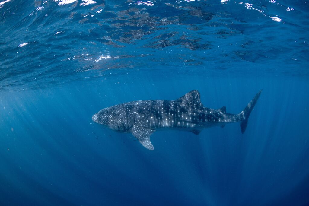 f7e58991-7195-4ba2-9805-29c46a76ab15