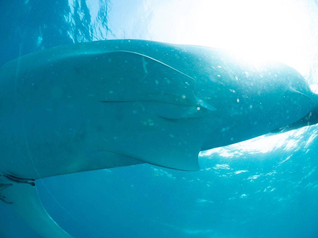 722cd888-8464-46d8-b383-8dbc69444175