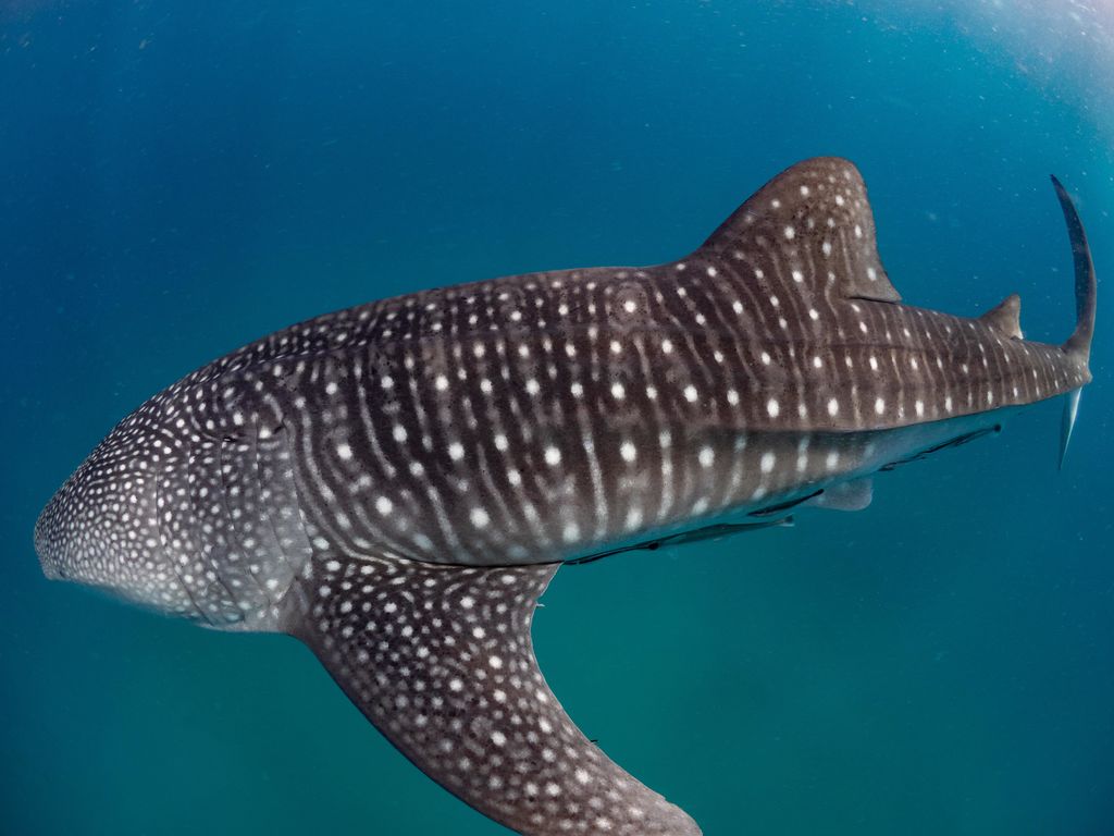 722cd888-8464-46d8-b383-8dbc69444175