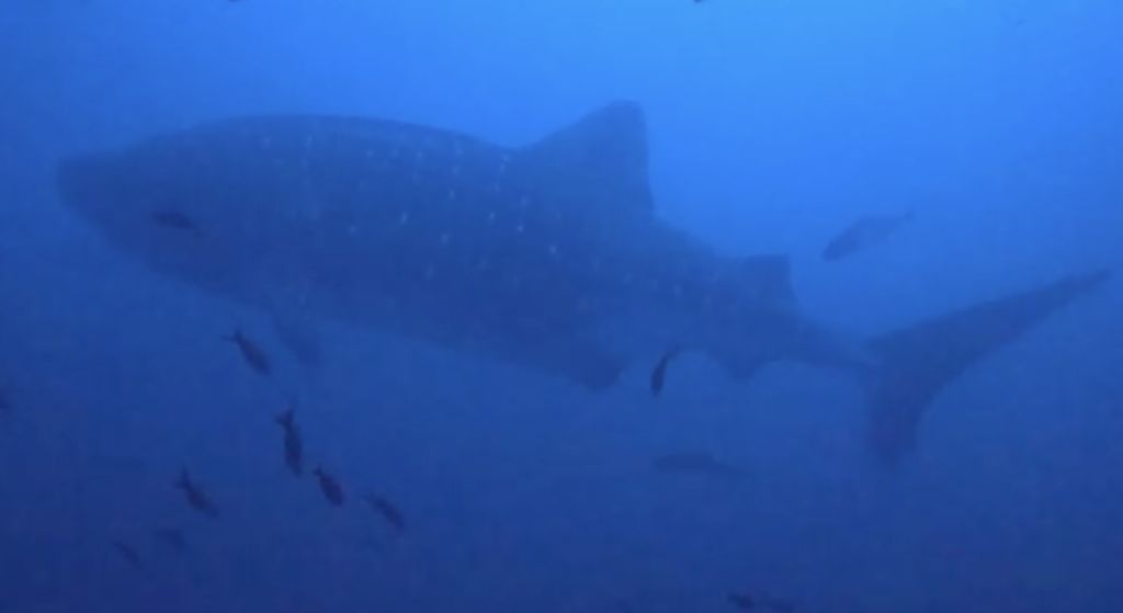 68cddee3-a5f7-459c-b0a6-9bdb066c1d2e