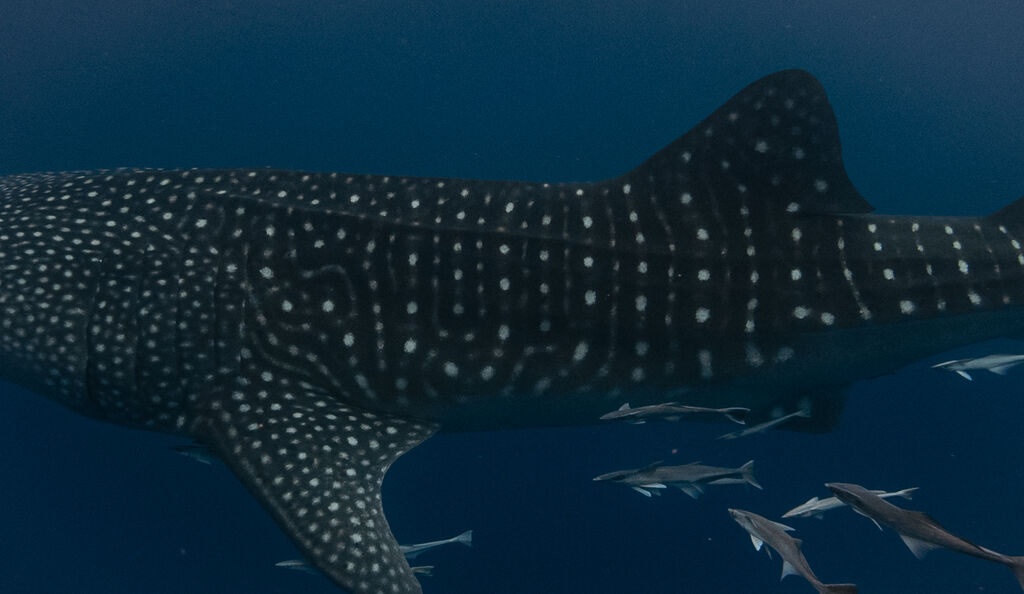 904b8bce-5c7d-42d8-8473-a97f601c1cbd