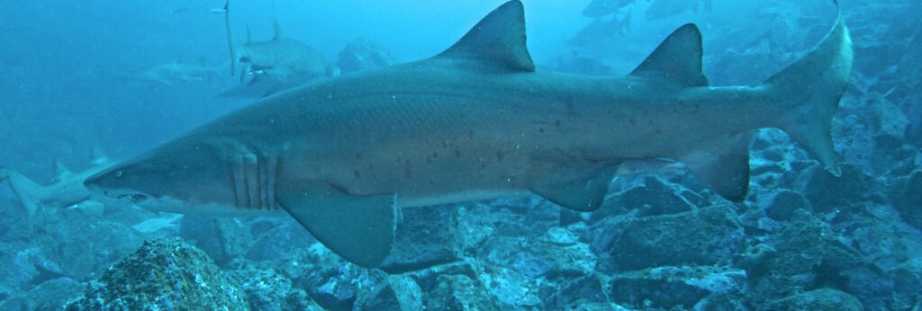 aca18686-8089-4798-98e2-c7679de6e732