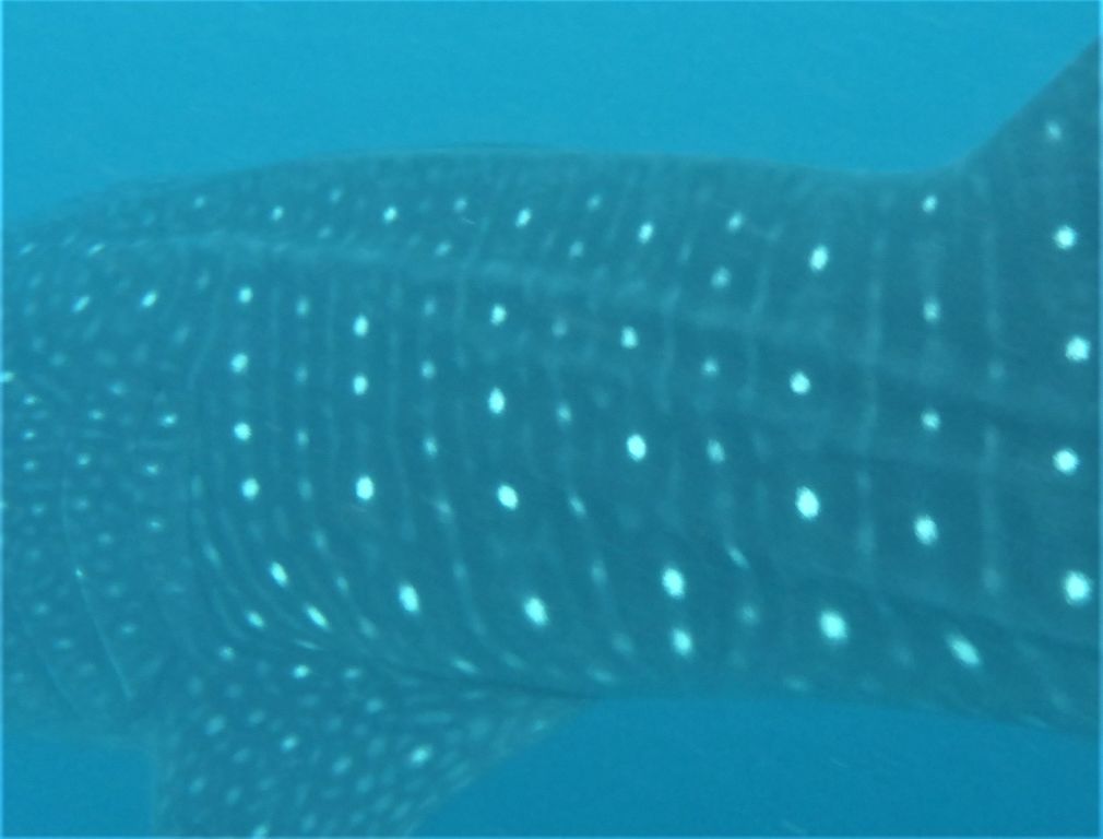 4d7dafdc-7ece-4eb1-bcc4-b913178d1448