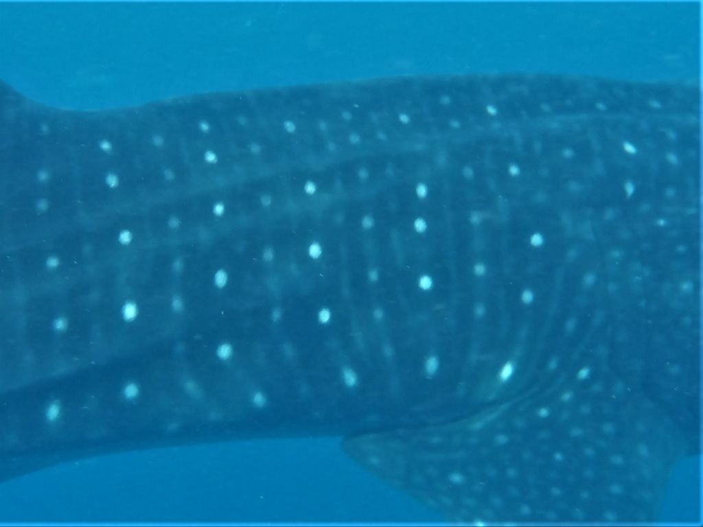 4d7dafdc-7ece-4eb1-bcc4-b913178d1448