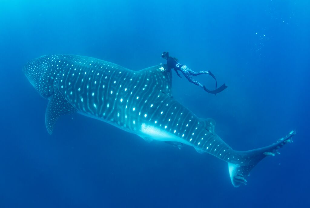 81bdab9c-5acd-484a-b713-ba8550740554