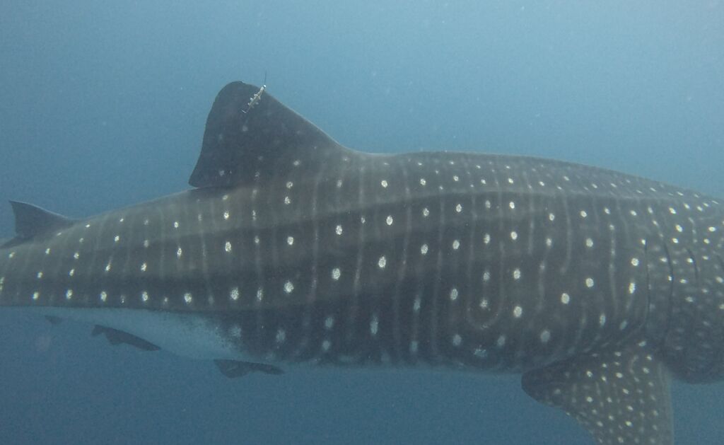 81bdab9c-5acd-484a-b713-ba8550740554