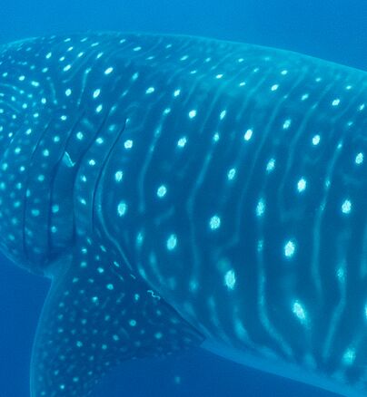 81bdab9c-5acd-484a-b713-ba8550740554