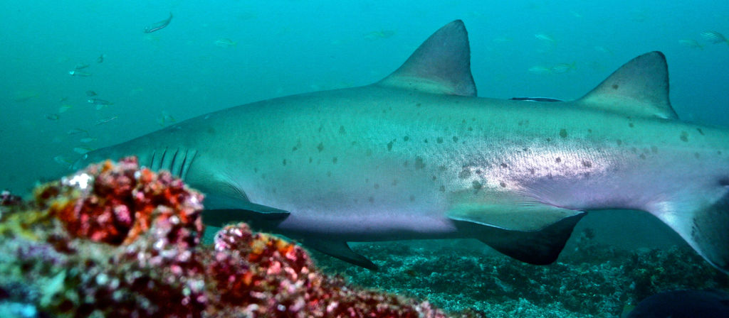 e2bedbc0-12c3-4e7f-9067-dd564e577500