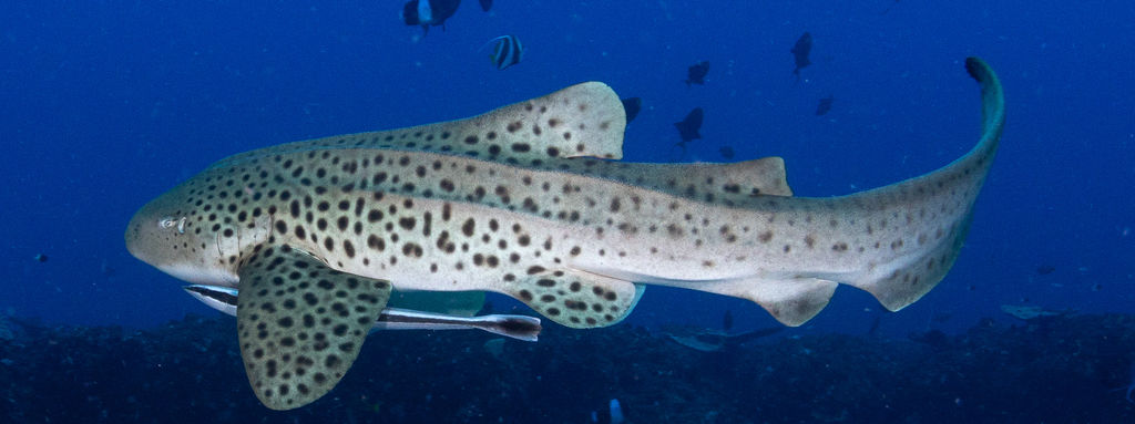 1a51d61e-2b48-480e-8631-2e282a10a59b