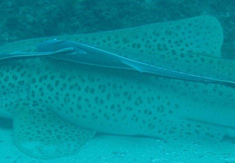 d5d4324b-e97d-4314-85eb-5069f66c98b5