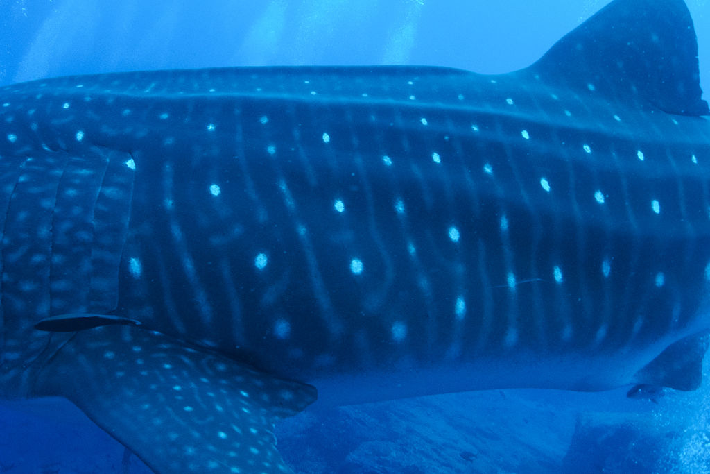 ff96f59b-19f6-4990-80b7-aecd9135ebea