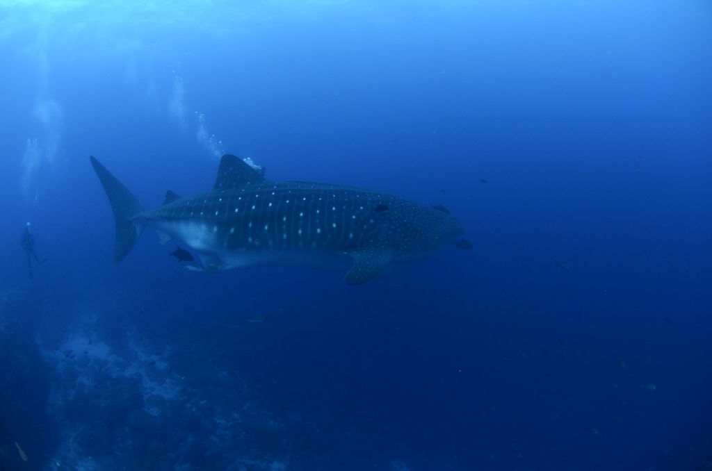 ff96f59b-19f6-4990-80b7-aecd9135ebea