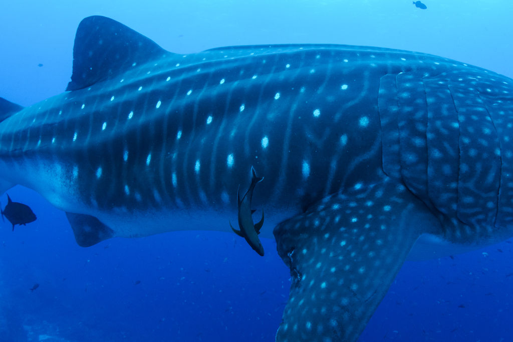 ff96f59b-19f6-4990-80b7-aecd9135ebea