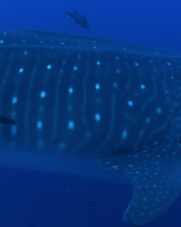 ff96f59b-19f6-4990-80b7-aecd9135ebea