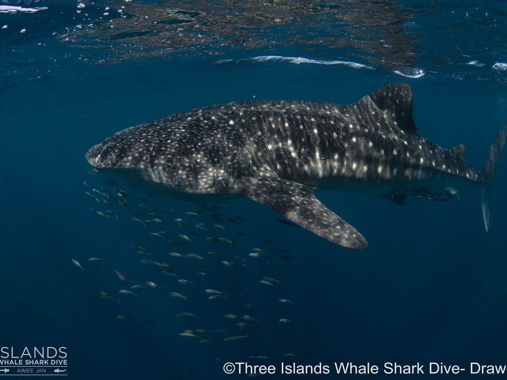 a2683999-0dce-4452-95e6-4105257f608b