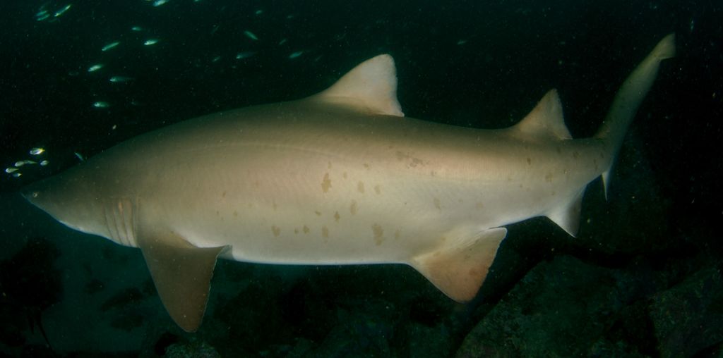 8a39e913-981c-47af-878d-19557cadca4e