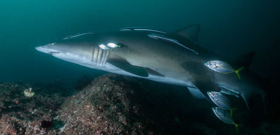 37feb32b-c639-4bca-bfad-eb15ad8b30eb