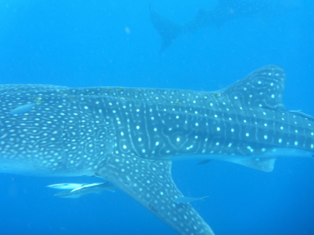 edffbe49-5aa1-43db-9ae9-0ae1f919a875