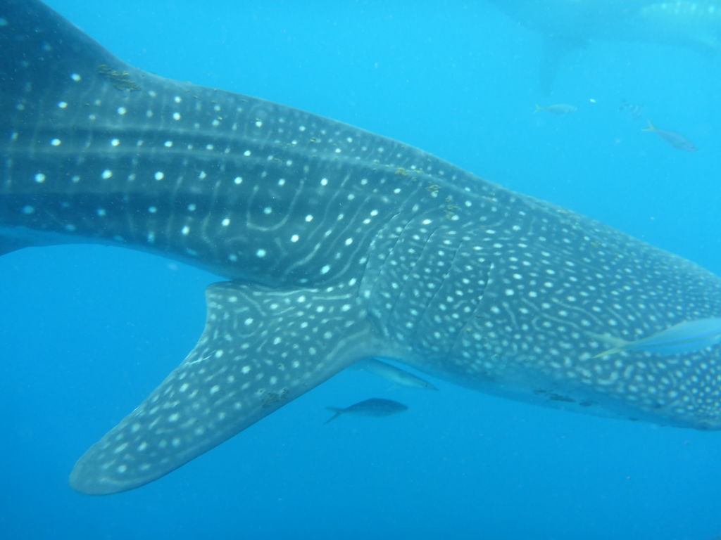 edffbe49-5aa1-43db-9ae9-0ae1f919a875