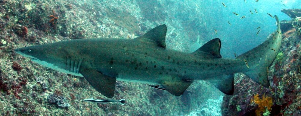 0d60a3aa-d430-47c2-99b5-9c66b4e7f619