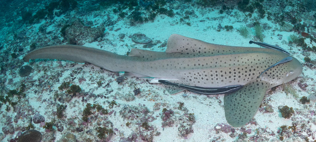 6c2a82d3-ba23-4da1-85df-462660339368