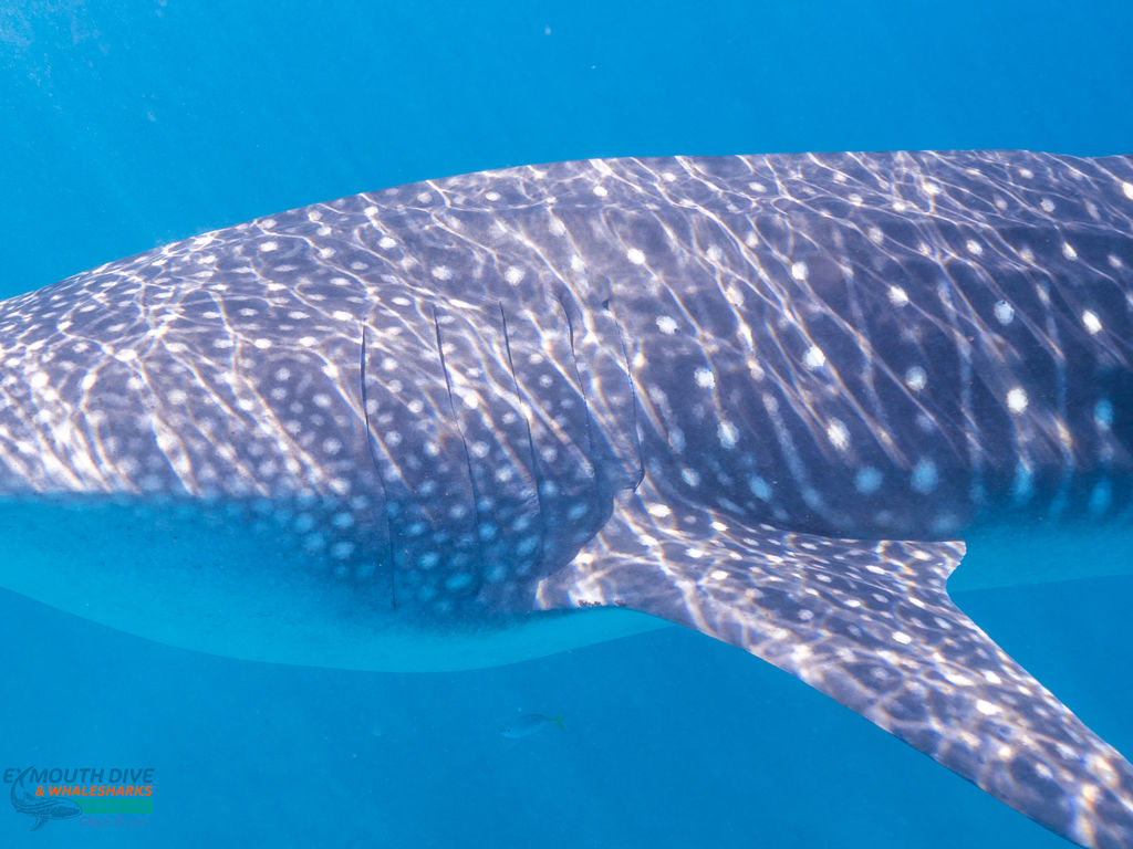 6ce0701b-6a77-442d-8735-565f6e5d2c30