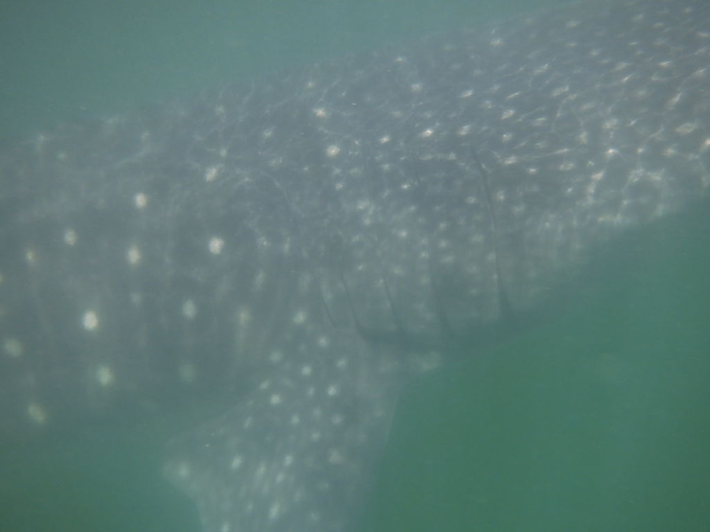 6429417e-9a81-47de-8571-9e9ff8a2dbc6