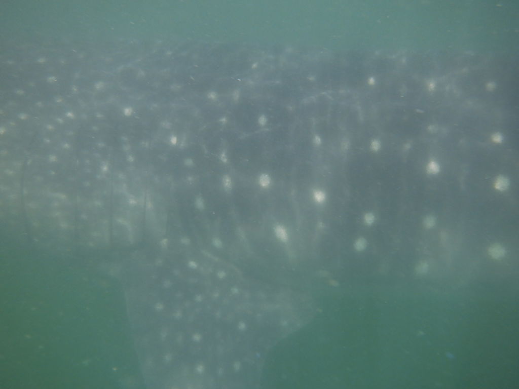 6429417e-9a81-47de-8571-9e9ff8a2dbc6