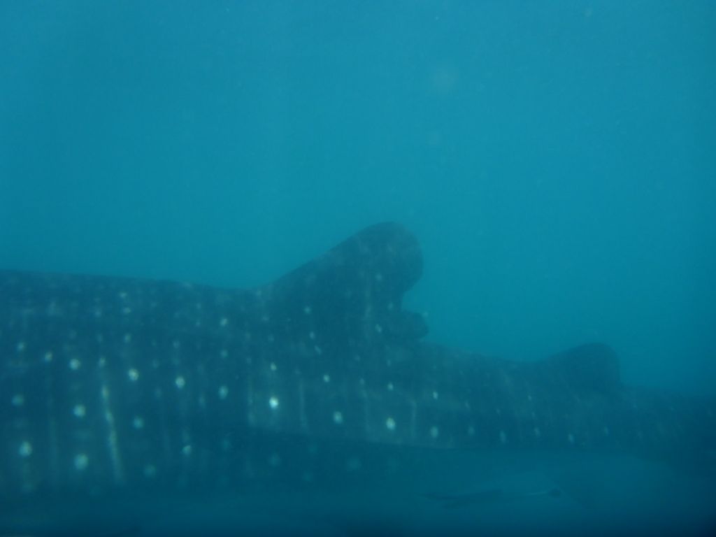 a76a8897-1880-493e-ba0c-3c1decc05158